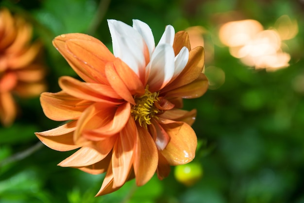 piękny pomarańczowy kwiat dalii na białym tle na czarnym tle z kroplami deszczu w ogrodzie