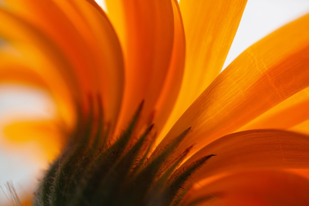 piękny pomarańczowy kwiat w przyrodzie