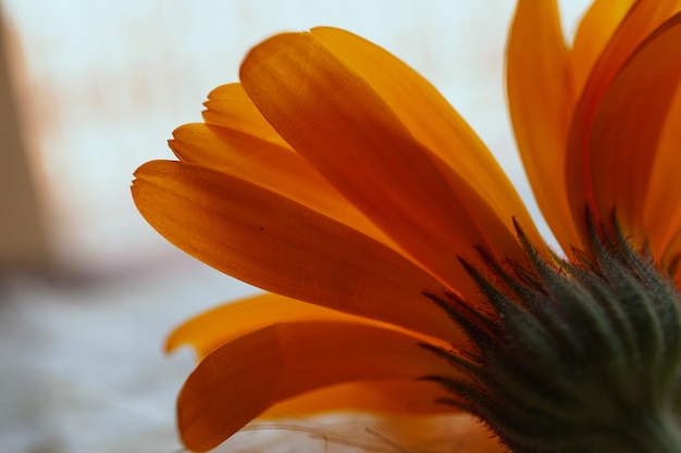 piękny pomarańczowy kwiat w przyrodzie
