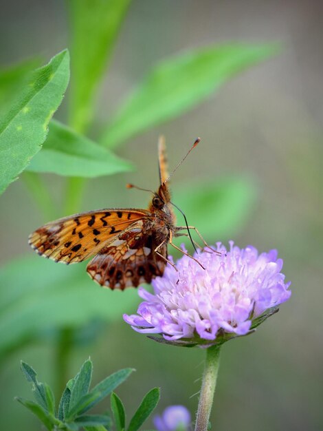 piękny pomarańczowy motyl na fioletowym kwiacie