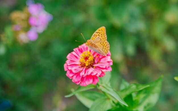 Piękny pomarańczowy motyl siedzi na różowym kwiatku Piękno tkwi w naturze Motyl pije nektar i zapyla kwiaty Naturalne tło