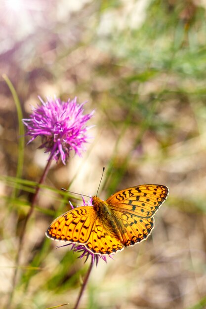 Piękny Pomarańczowy Motyl Siedzi Na Trawie