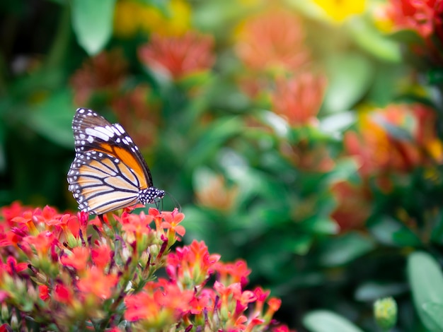 piękny pomarańczowy motyl Wspólny tygrys (Danaus genutia) na czerwony kwiat z zielonym tle ogrodu