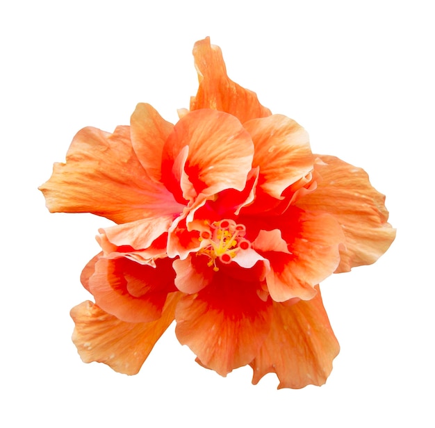 piękny pomarańczowy podwójny kwiat hibiskusa