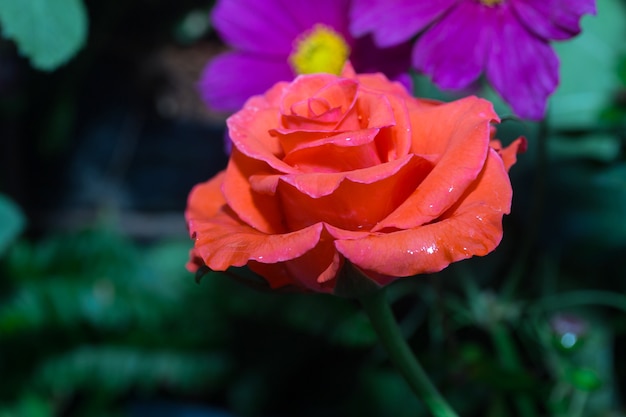 piękny Pomarańczowy róży kwiat w Tajlandia ogródzie