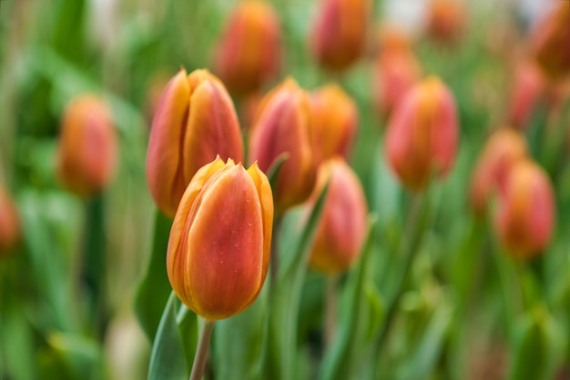 Piękny Pomarańczowy tulipanowy kwiat Kwitnąć kolorowych tulipanów kwiaty w ogródzie jako kwiecisty tło