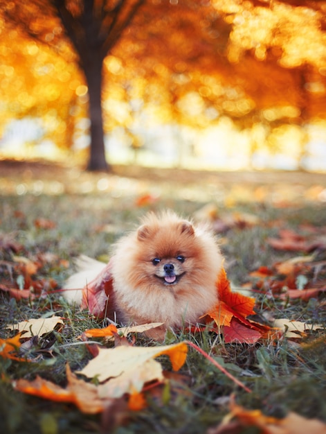 Piękny pomeranian pies w jesień parku. Jesienny pies. Pies w parku jesień