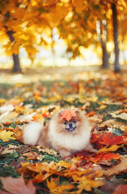 Piękny pomeranian pies w jesień parku. Jesienny pies. Pies w parku jesień