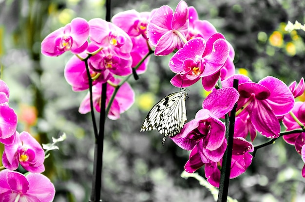 Piękny pomysł Leuconoe motyl na zielonych liściach. motyle. czarno-biały efekt.