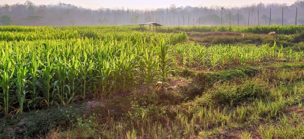 Piękny poranek zielone pole kukurydzy z porannym światłem słonecznym