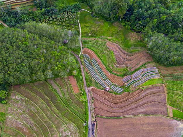 Piękny poranny widok indonezja Panorama Krajobraz pola ryżowe z pięknym kolorem i naturalnym niebem