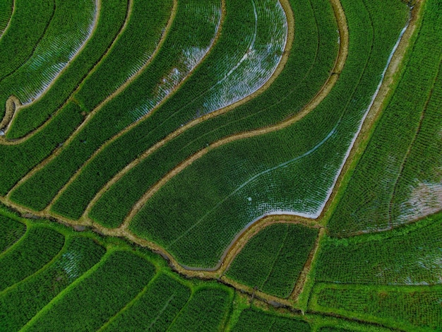 Piękny poranny widok indonezja Panorama Krajobraz pola ryżowe z pięknym kolorem i naturalnym niebem