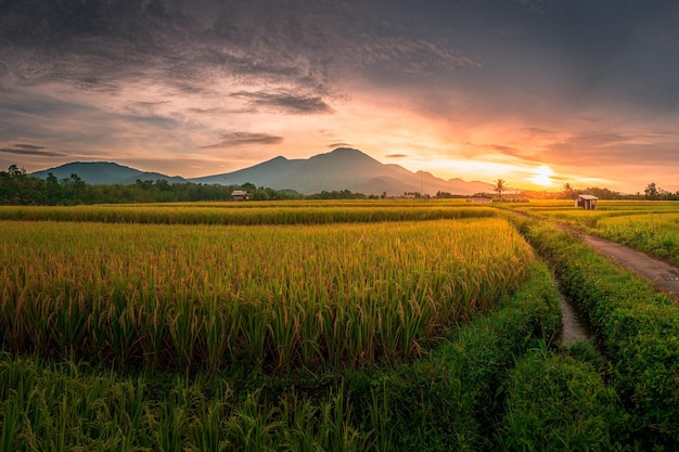 Piękny poranny widok indonezja Panorama Krajobraz pola ryżowe z pięknym kolorem i naturalnym niebem
