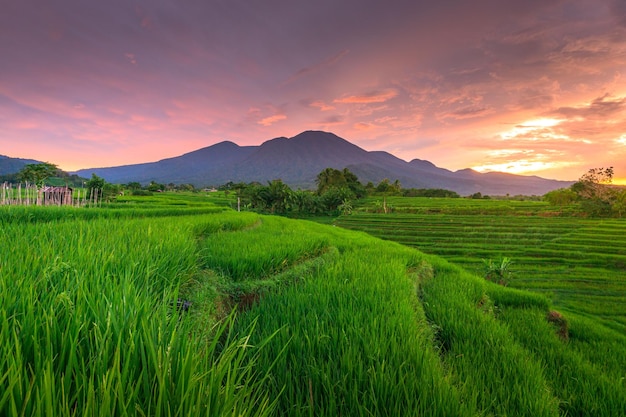 Piękny poranny widok indonezja Panorama Krajobraz pola ryżowe z pięknym kolorem i naturalnym niebem