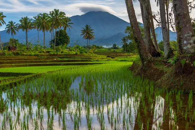 Piękny poranny widok Indonezja Panorama Krajobrazowe pola ryżowe z pięknym kolorem i naturalnym niebem l