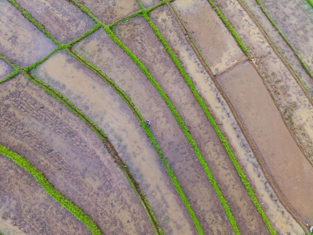 Piękny poranny widok Indonezja Panorama Krajobrazowe pola ryżowe z pięknym kolorem i naturalnym niebem l