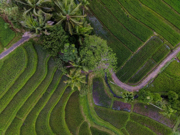 Piękny poranny widok Indonezja Panorama Krajobrazowe pola ryżowe z pięknym kolorem i naturalnym światłem nieba