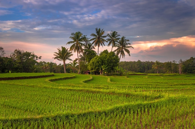 Zdjęcie piękny poranny widok indonezja panorama krajobrazowe pola ryżowe z pięknym kolorem i naturalnym światłem nieba