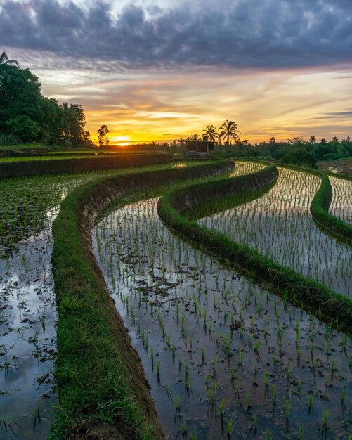 Piękny poranny widok Indonezji. Panorama Krajobrazowe pola ryżowe z pięknym kolorem i naturalnym niebem