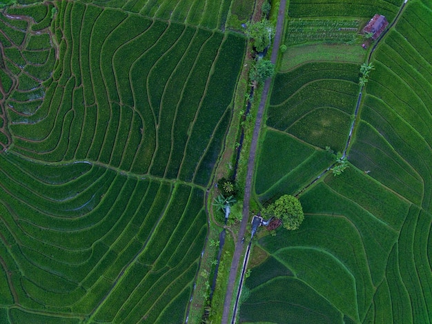 Piękny poranny widok na naturalną panoramę Indonezji z pięknem kolorów i natury