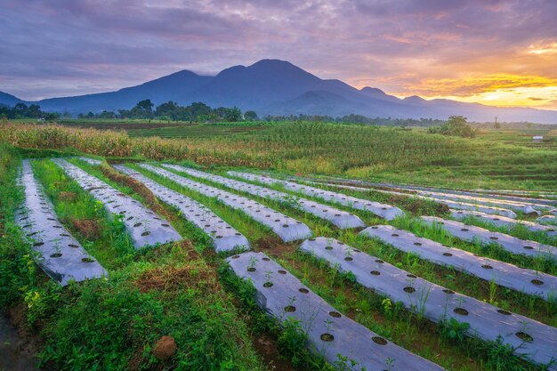 Zdjęcie piękny poranny widok z indonezji na góry i lasy tropikalne