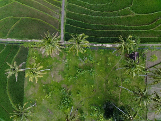 Piękny poranny widok z panoramy Widok indonezyjskich pól ryżowych z górą