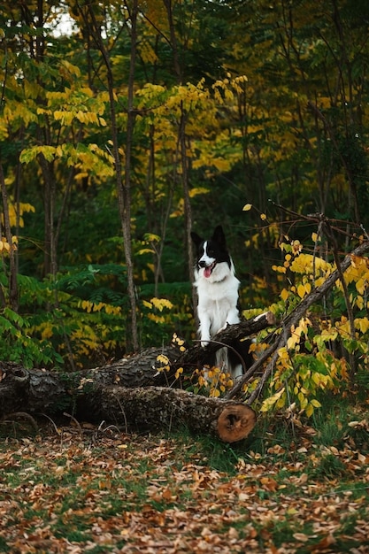 Zdjęcie piękny portret border collie w lesie jesienią, piękne kolory liści