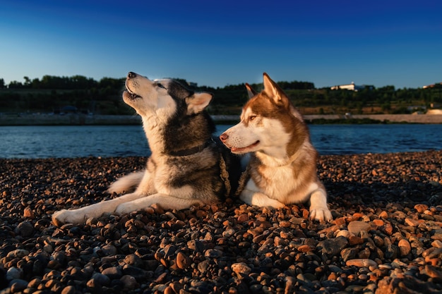 Piękny portret dwa psy husky do projektowania stylu życia Natura lato krajobraz Rzeka lato tło