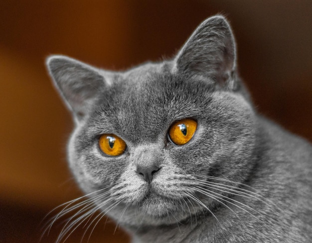 Piękny portret kota brytyjskiego Patrząc w aparacie Wielkie oczy