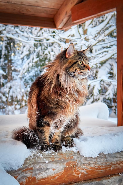 Piękny portret kota rasy maine coon w parku zimowym na mroźnym zimowym tle
