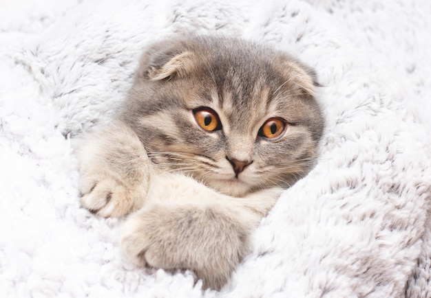 Piękny portret kota rasy Scottish Fold fałd na białym tle