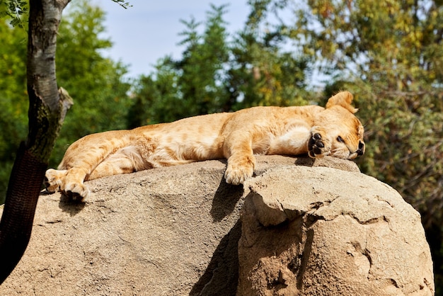 Piękny portret lwa afrykańskiego śpiącego, leżącego na skale w zoo w Walencji w Hiszpanii