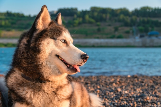 Piękny portret psa husky do projektowania stylu życia Natura letni krajobraz Rzeka tło Kopiuj przestrzeń