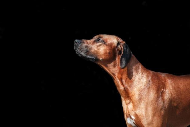 Piękny Portret Psa Rasy Rhodesian Ridgeback Na Czarnym Tle