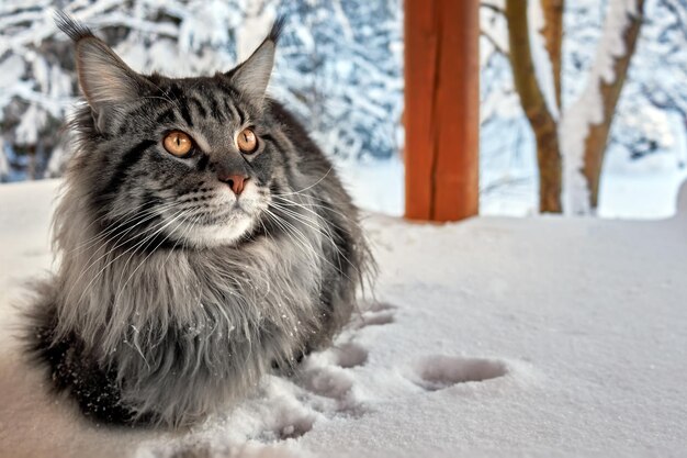 Piękny portret srebrnego kota maine coon w zimowym słonecznym śnieżnym parku na tle mroźnej zimy co