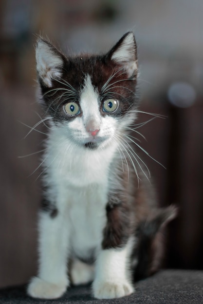 piękny portret stojący pozowanie kot domowy (Felis silvestris catus)