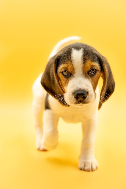 Zdjęcie piękny portret tricolor beagle szczeniak patrząc na kamery z doskonałym spojrzeniem i żółtym tłem, pionowy obraz.