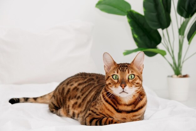 Piękny Poważny Kot Bengalski, Całe Ciało, Złota Rozeta Na łóżku, Spójrz Na Kamerę. Skopiuj Miejsce
