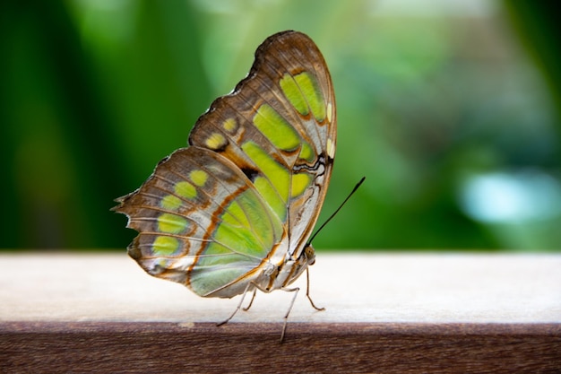 Piękny profil kolorowego motyla malachitowego siedzącego na balustradzie