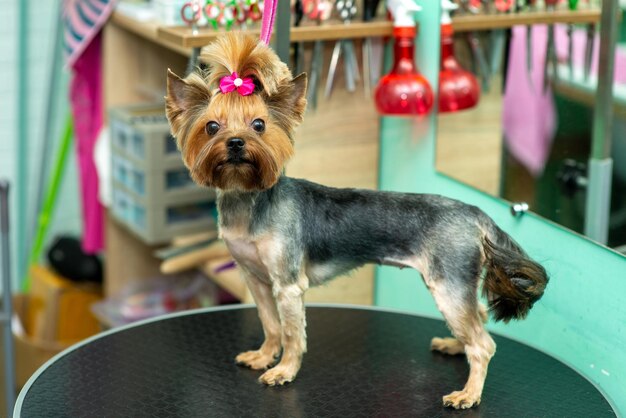 Piękny przystrzyżony Yorkshire terrier w salonie fryzjerskim