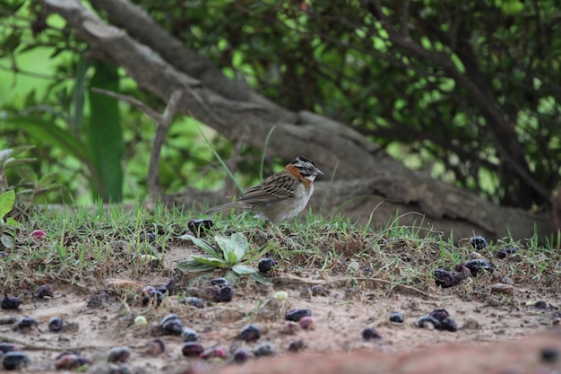 Piękny ptak inn natura bliska szczegółów