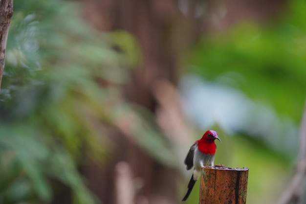 piękny ptak javan sunbird kąpiący się w bambusowym kiju wypełnionym wodą