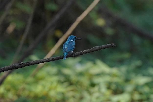piękny ptak mały niebieski zimorodek siedzący na gałęzi drzewa