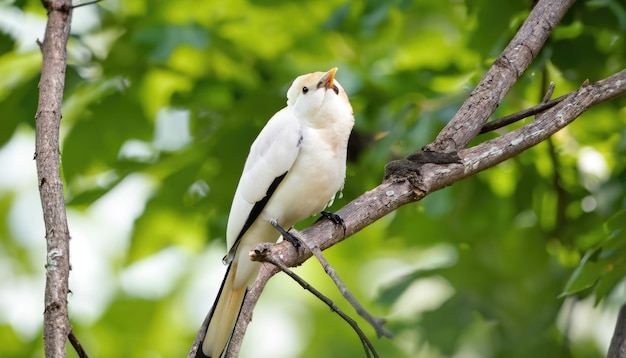 Piękny ptak na drzewie z naturalnym zielonym tłem