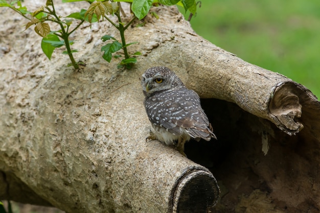 Piękny ptak Owl (Spotted owlet)