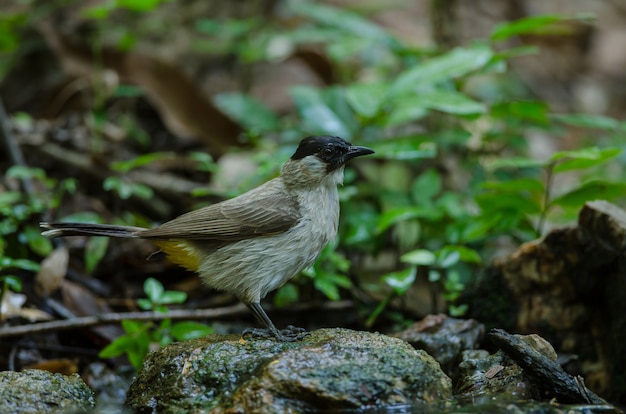 Piękny ptak Sooty kieruje Bulbul