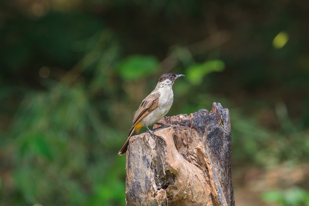 Piękny ptak Sooty na czele Bulbul siedzący na drewnianych (Pycnonotus aurigaster)