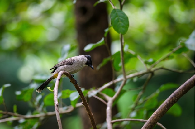 Piękny ptak Sooty na czele Bulbul siedzący na drewnianym (Pycnonotus aurigaster)