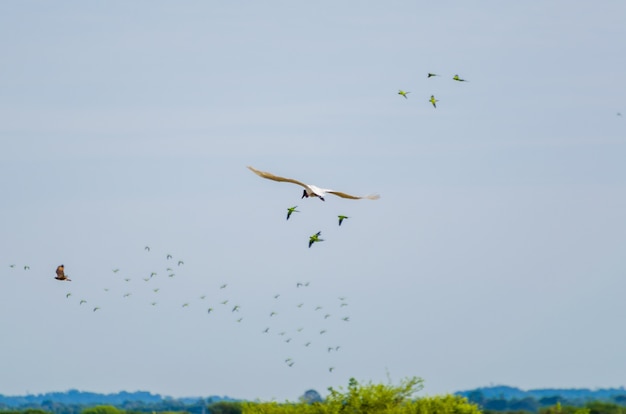 Piękny Ptak Tuiuiu W Brazylijskim Pantanalu
