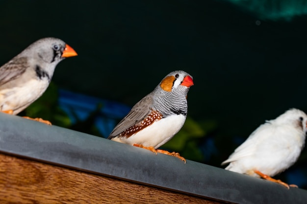 Piękny Ptak, Zebra Finch, Taeniopygia Guttata, Przysiadła Na Gałęzi.